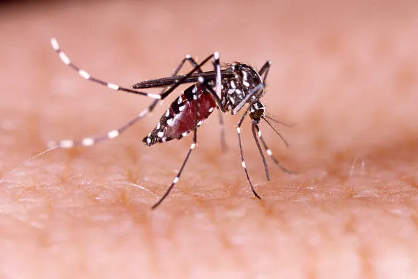  Boletim confirma 400 casos de dengue em Itupeva